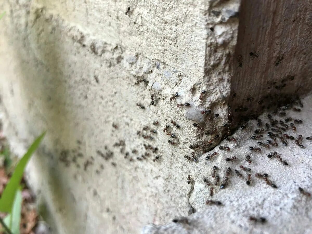 Как избавиться от ужасного. Фараоновые муравьи Муравейник. Гнездо муравьев в квартире. Муравьиное гнездо в доме. Гнездо домашних муравьев.