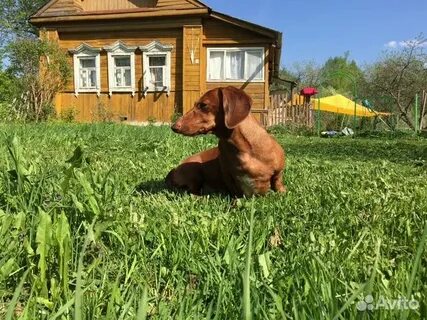 Объявление на авито фурманове