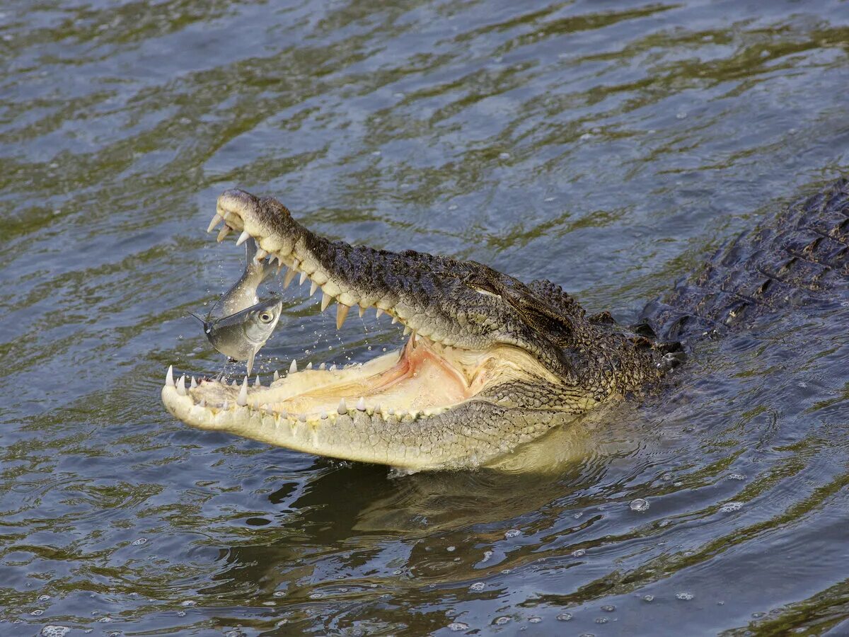 Самая сильная челюсть. Гребнистый крокодил. Гребнистый крокодил челюсть. Гребнистый крокодил и Аллигатор. Гребнистый крокодил питание.