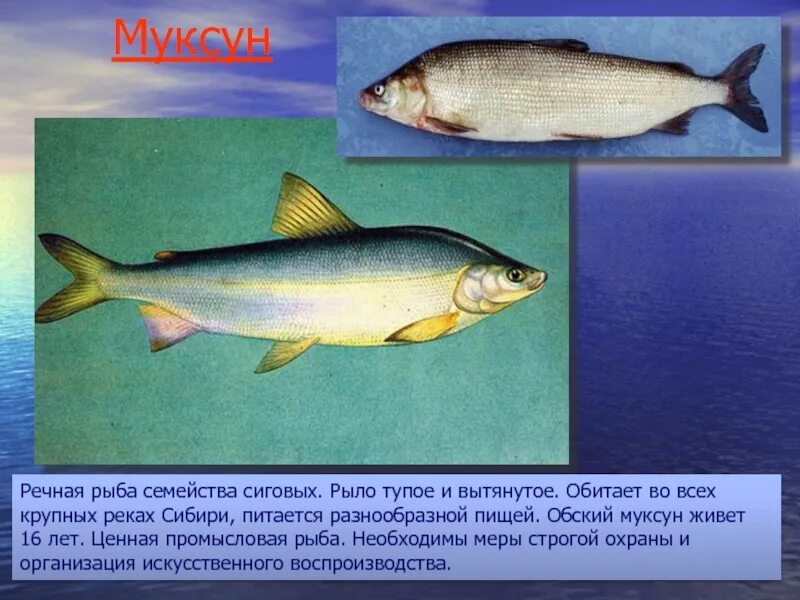 Сиг, чир,пелядь. Список сиговых рыб. Список сиговых рыб. Семейство сиговых. Озерный многотычинковый сиг.