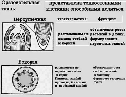 Какая функция образовательной ткани растений
