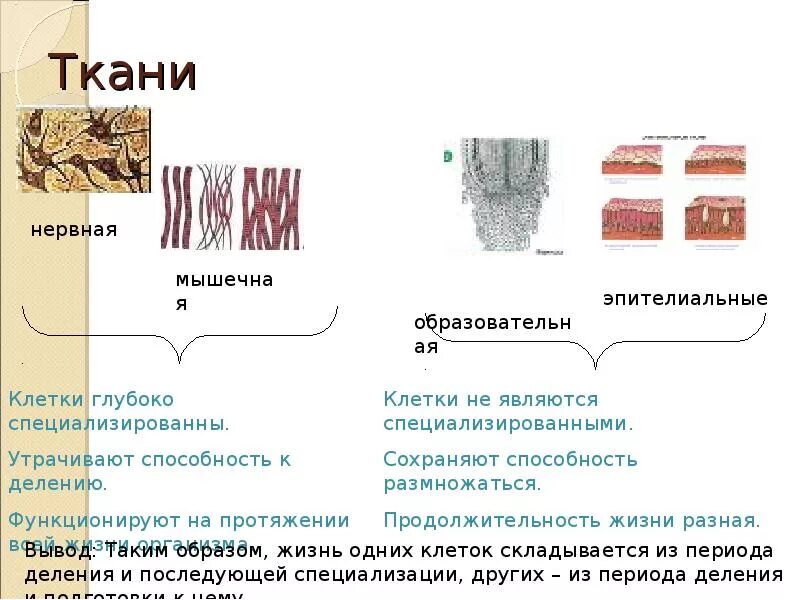 Для какой ткани характерен процесс деления. К какому деление способны клетки эпителиальной ткани. Ткань в клетку. Митоз эпителиальных клеток. Ткань способная к делению.