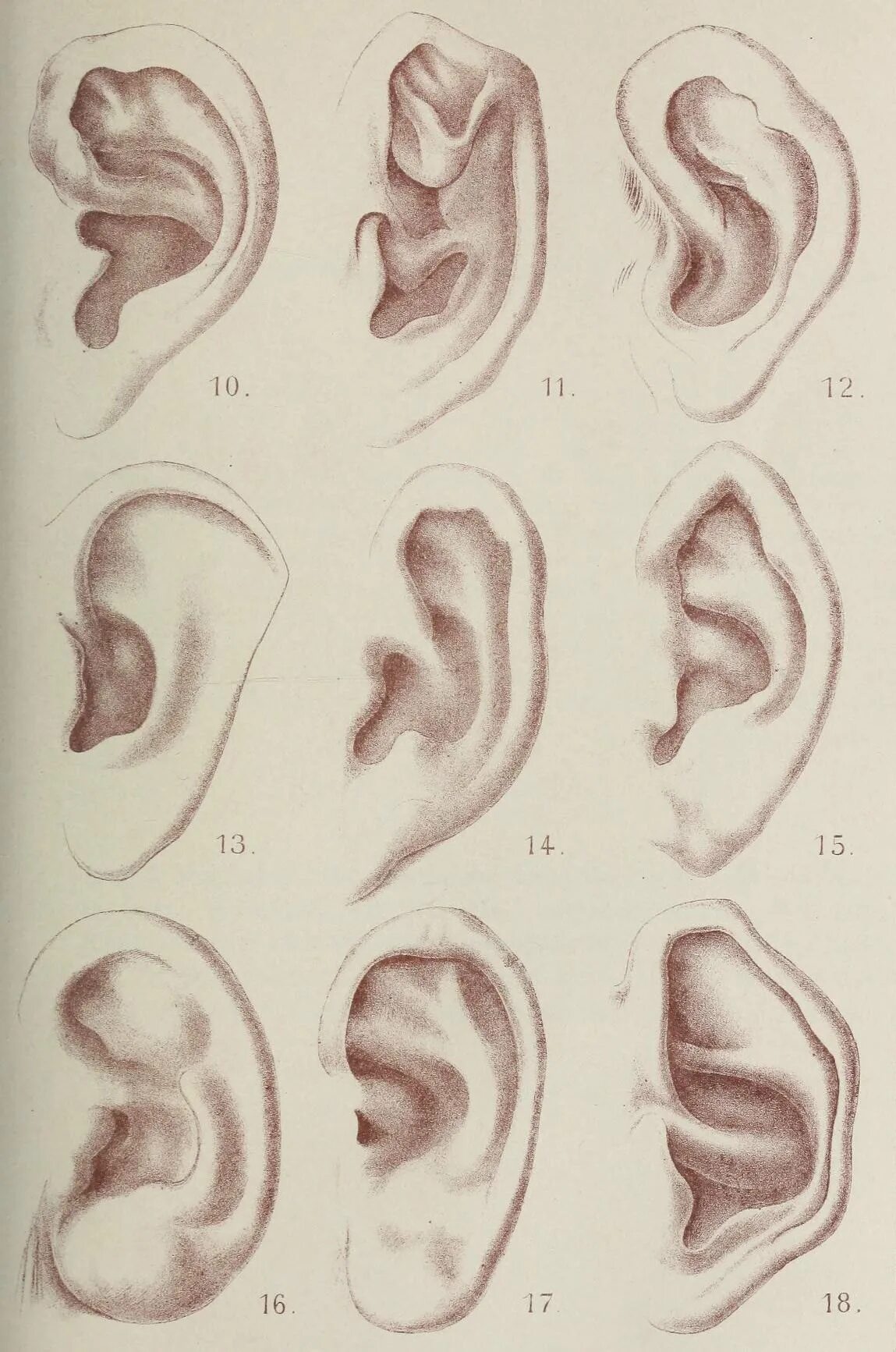 Типы ушных раковин