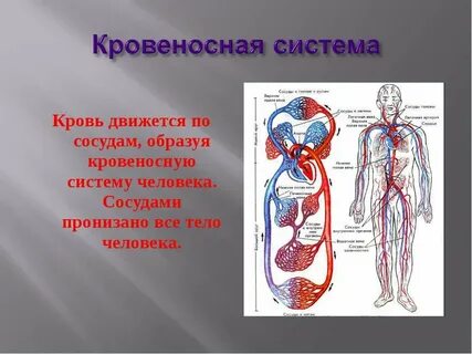 Работа сосудов человека