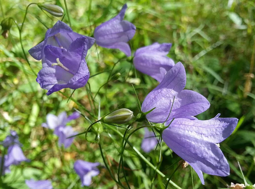 Колокольчик круглолистный. Campanula rotundifolia. Колокольчик круглолистный растение. Колокольчик круглолистный побег. Колокольчик отвечает на вопрос