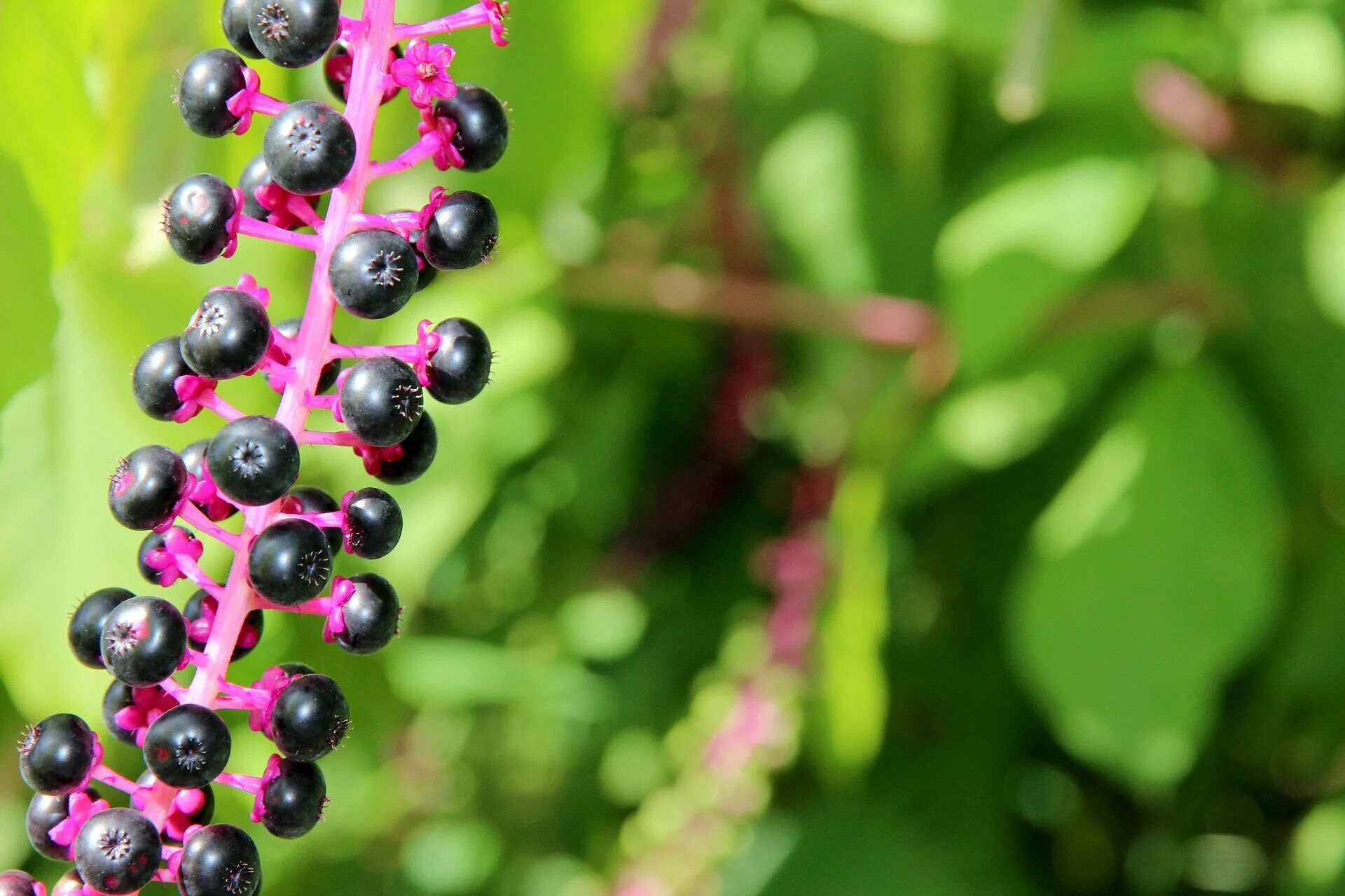 Лаконос американский. Цветок цвет черными ягодами. Phytolacca (лаконос американский). Лаконос американский. Цветок цвет черными ягодами.