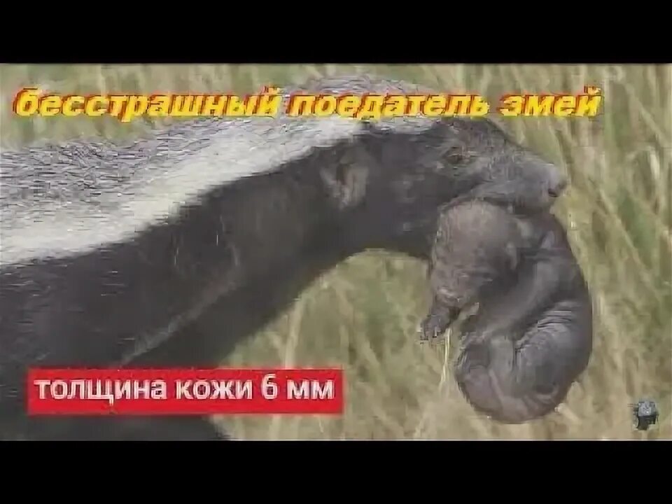 Медоед стрим. Медоед бесстрашный. самый бесстрашный зверь медоед. толщина кожи медоеда. медоед мем.