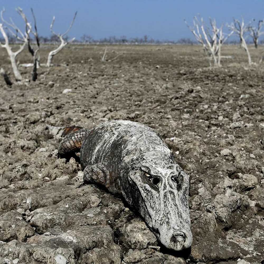 Засуха животные. Засуха гибель животных. Погибшие животные от засухи. Собака выносящая засуху. Как крокодилы переживают засуху.