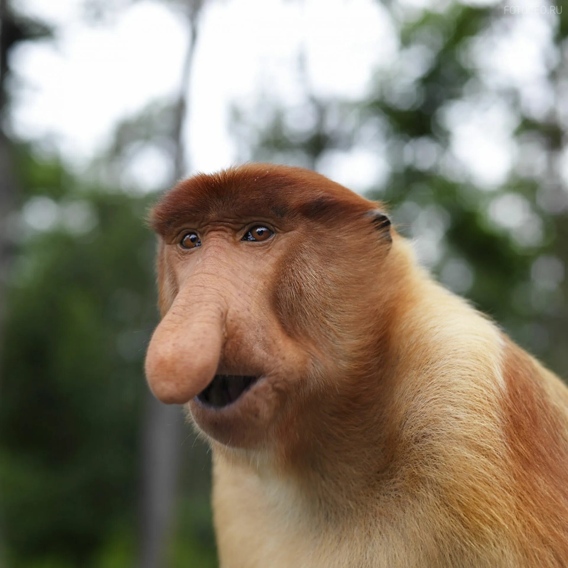 Одомашненное животное со смешным носом. Обезьяна с носом. Одомашненное животное со смешным носом. Бабуин носач. Бабуин носач.