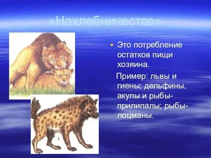 Нахлебничество в экологии