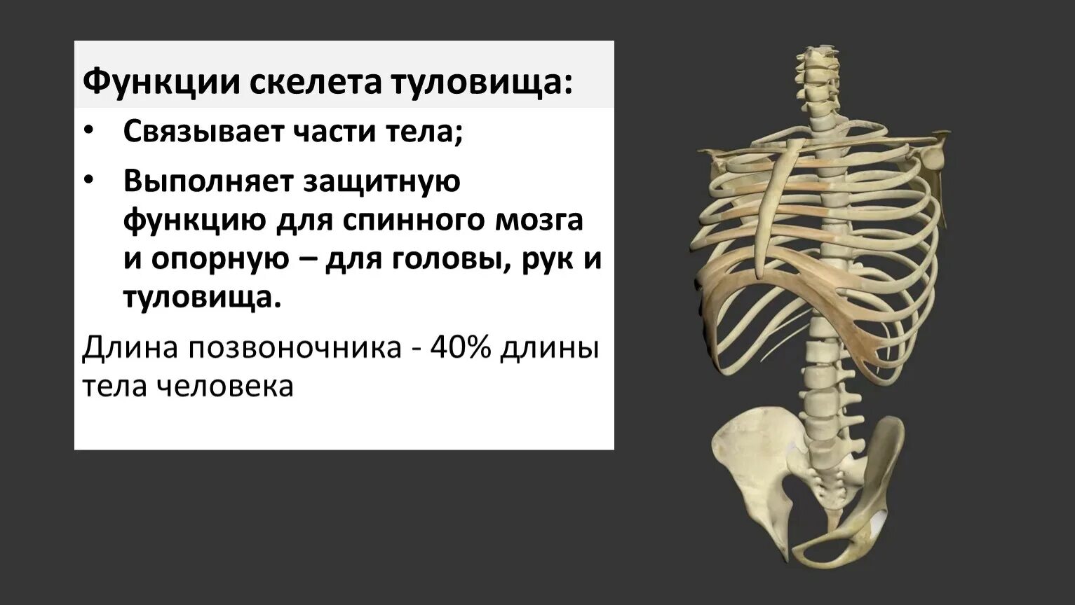 Защитная функция скелета человека. Функции скелета туловища. скелет туловища фото. скелет туловища человека. функции позвоночника скелета.