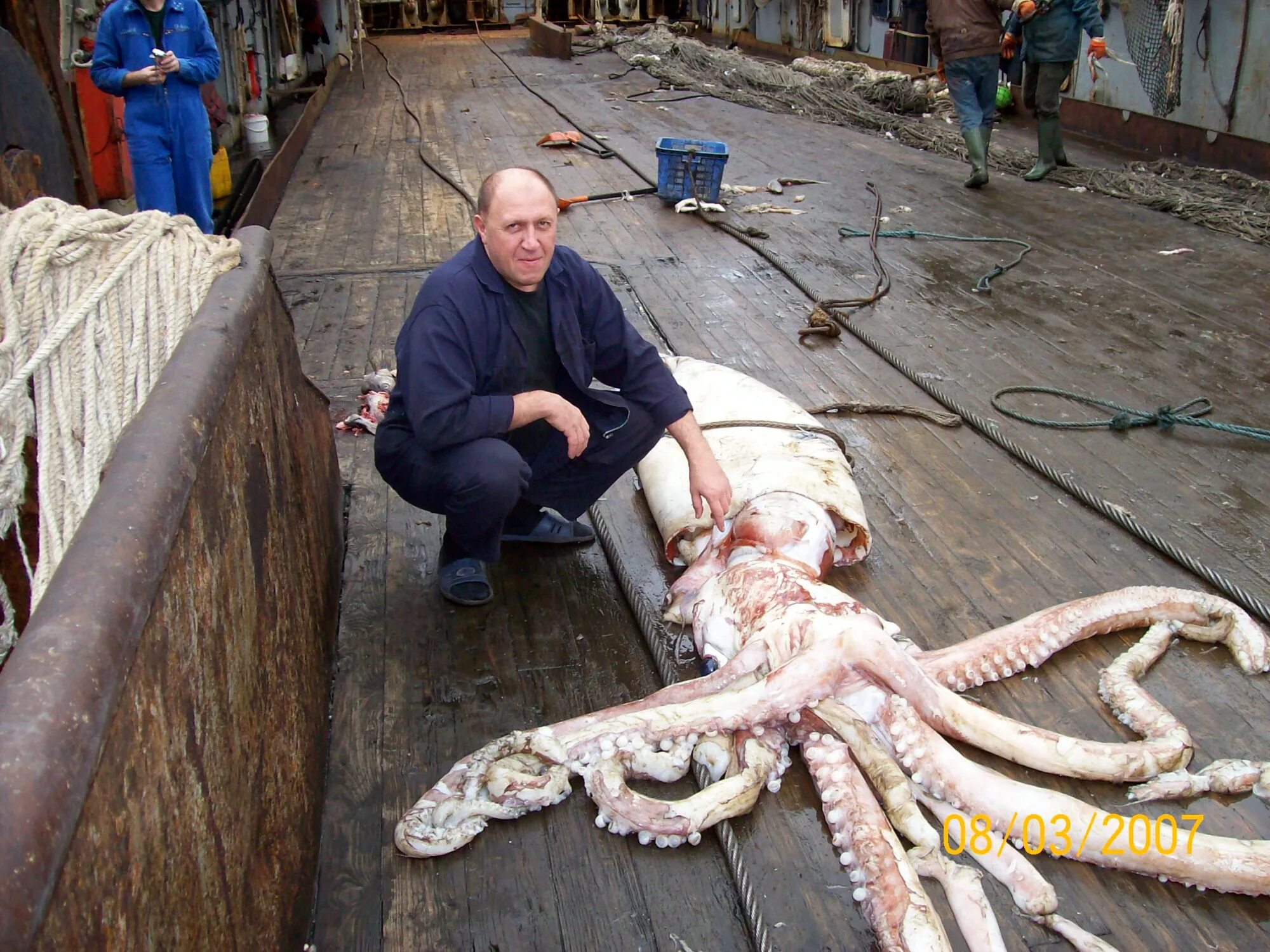 Самый гигантский кальмар. Кальмар большой камень. Гигантский кальмар (архитеутис). Кальмар перуано-чилийский гигантский. Гигантский кальмар архитеутис.