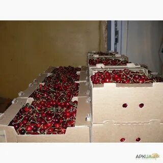 Вишня как хранить