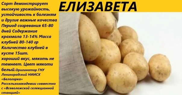Картофель сорт елизавета описание сорта фото Картофель сорт елизавета описание сорта фото