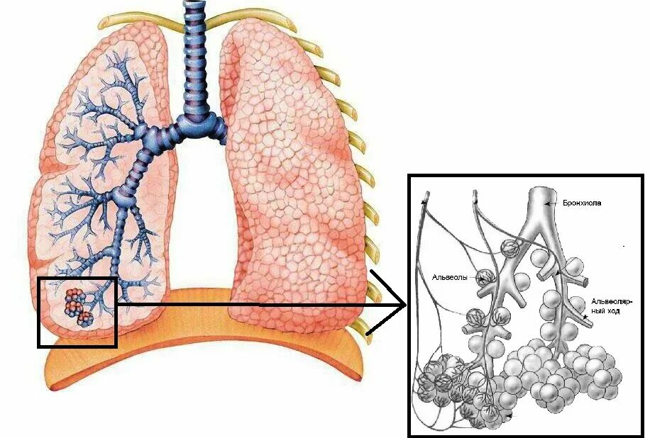 Легочные пузырьки в легких. Бронхи строение альвеолы. Строение легких альвеолы бронхи. Трахея бронхи альвеолы. Бронхи и легкие ацинус.