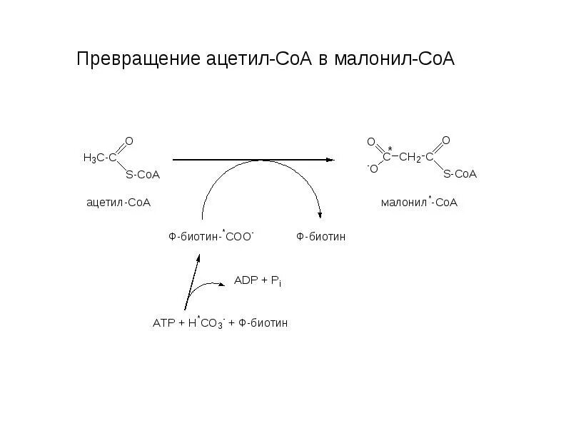 Ацетил в малонил реакция. Превращение ацетил-СОА В малонил-СОА,. Схема образования ацетил СОА. Реакцию превращения ацетил-СОА В малонил-СОА. Превращение ацетил коа