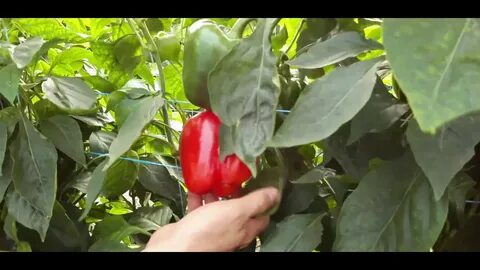 Перцы в теплице видео
