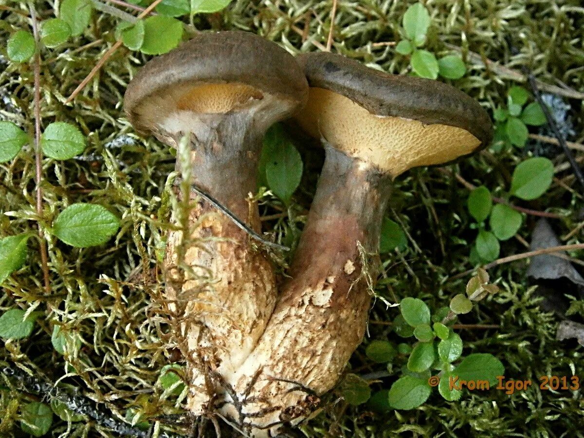 Пластинчатый масленок гриб. Suillus pictus. Маслёнок болотный. Маслёнок пластинчатый гриб. Масленок пластинчатый гриб