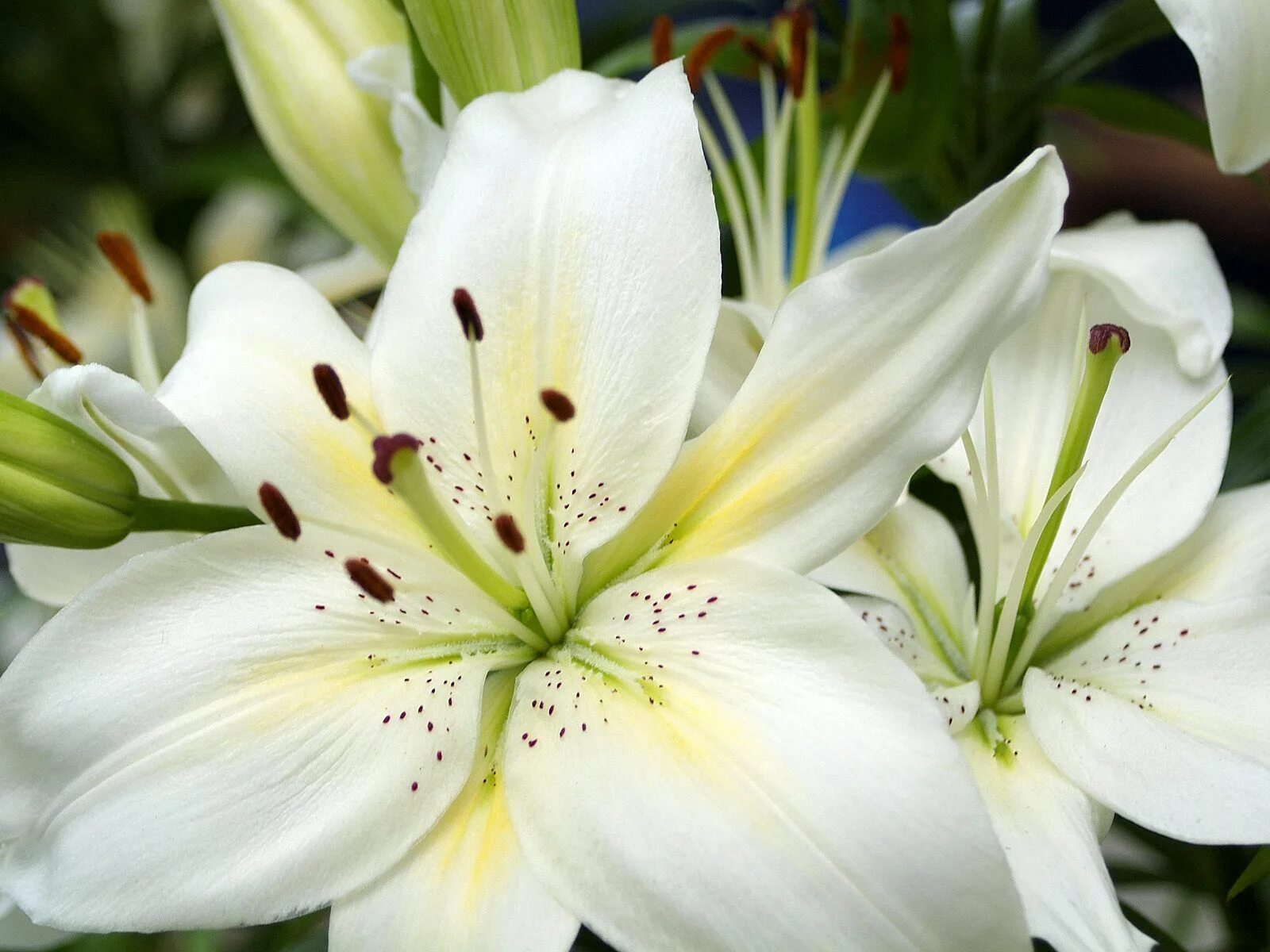 Belíssimos Good morning flowers pictures, Red flowers, Flower pictures