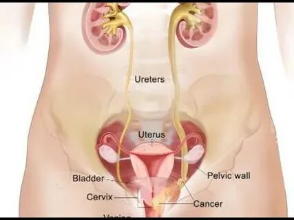 Сексуалды қыздармен сөйлесу