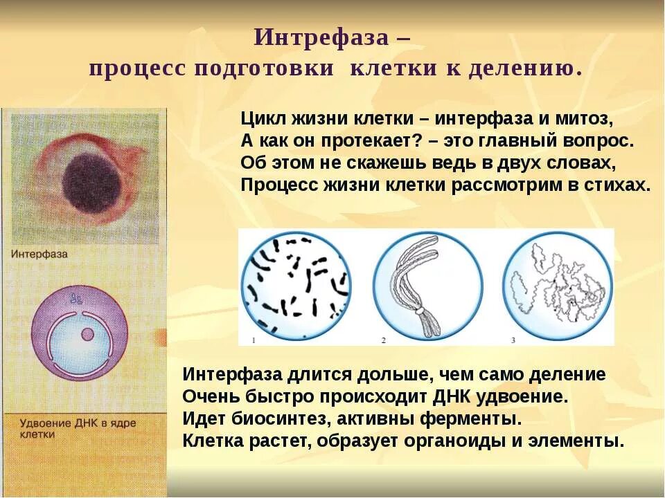 Тест по биологии зубы. Тест по биологии зубы. Тест пищеварительная система 8 класс с ответами биология. Тест по биологии 7 класс по. Тест по биологии зубы.