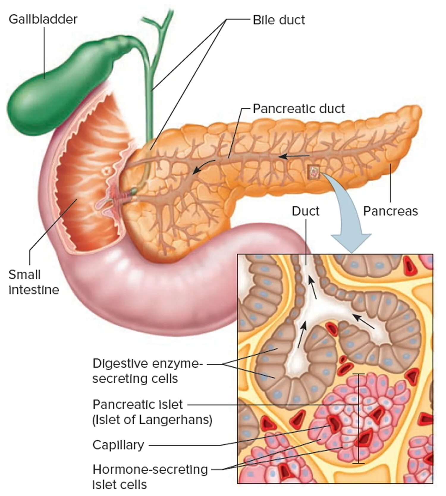 Дольчатое строение поджелудочной железы. Поджелудочная железа pancreas. Поджелудочная железа анатомия человека. Поджелудочная железа Неттер.