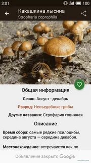 Какашкина лысина (72 фото) .