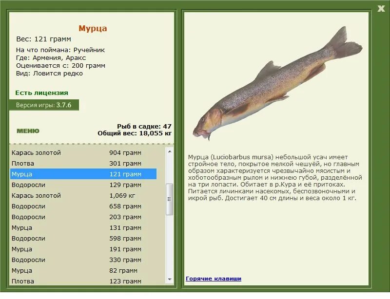 Русская рыбалка армения. Мурца рыба. Армения русская рыбалка плотва. Плотва 200 грамм. Русская рыбалка 3 7 6 Армения.