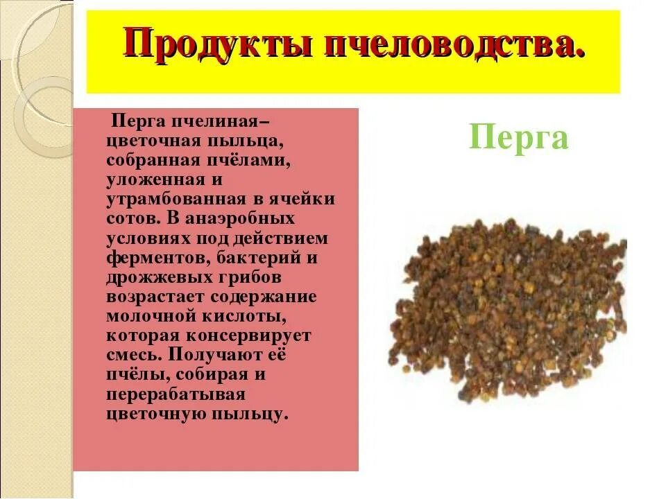 Продукты пчеловодства. Перга. Полезные продукты пчеловодства. Перга продукты пчеловодства. Продукты пчеловодства и их использование