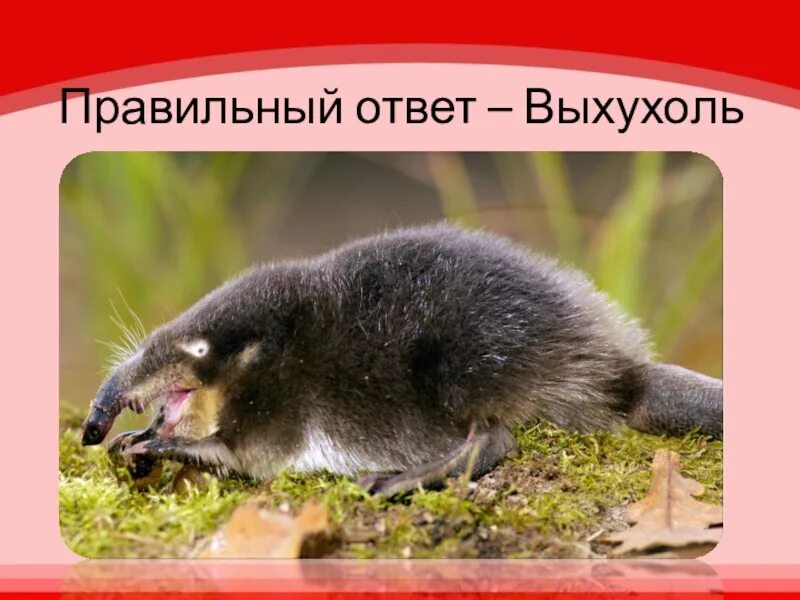 Анекдот ежик выхухоль. Выхухоль спасибо за внимание. выхухоль ребус. выхухоль шуба. девиз выхухоль.