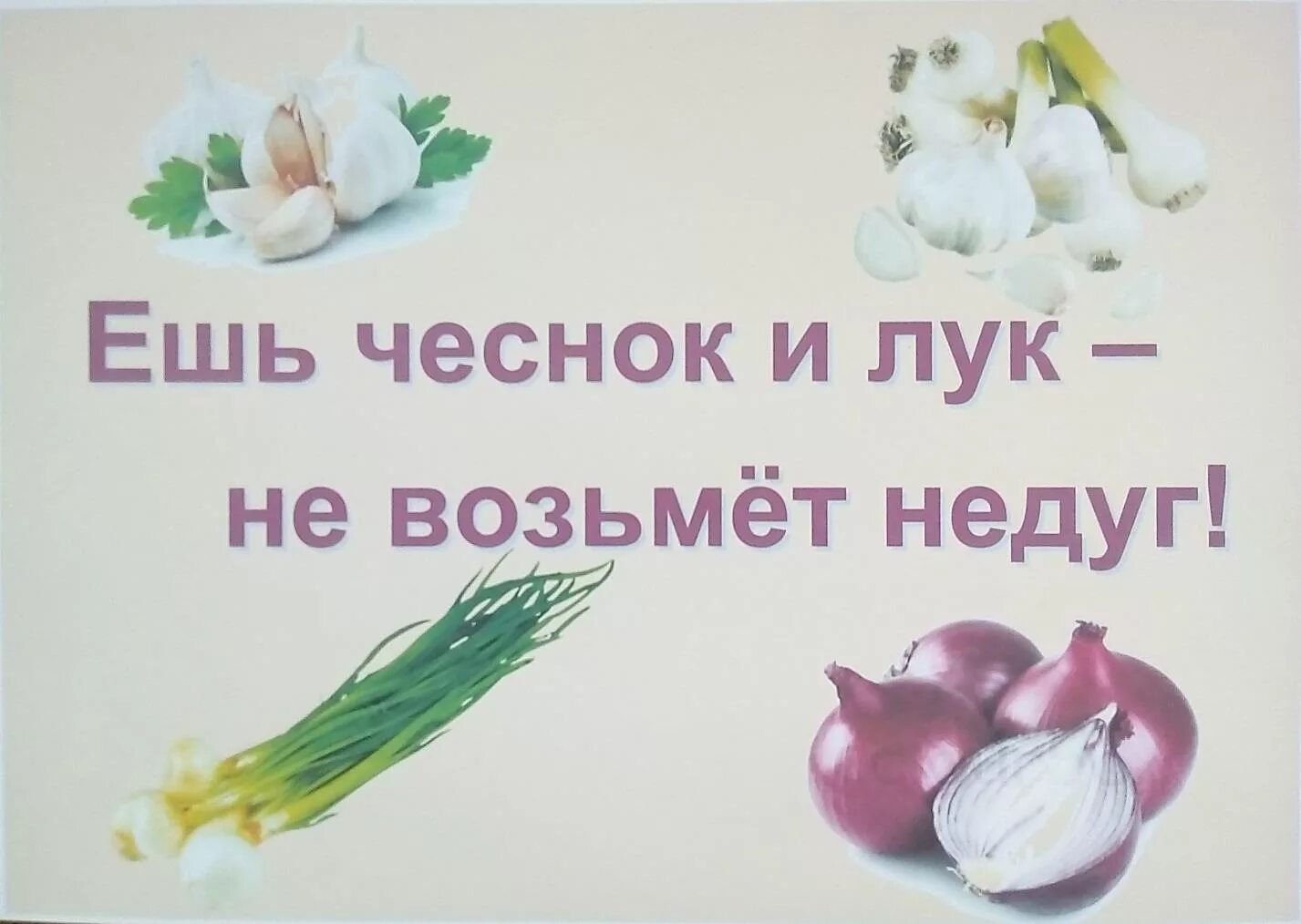 Лук чеснок. Чеснок и лук от семи недуг. Чеснок в детском саду. Лук о семи недуг.