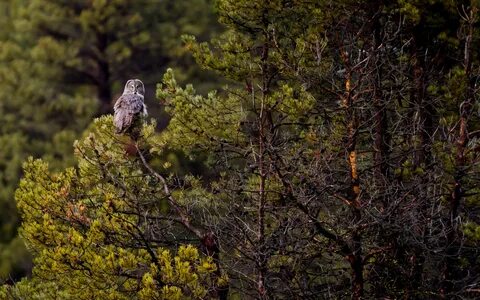 Птичка хвойного леса