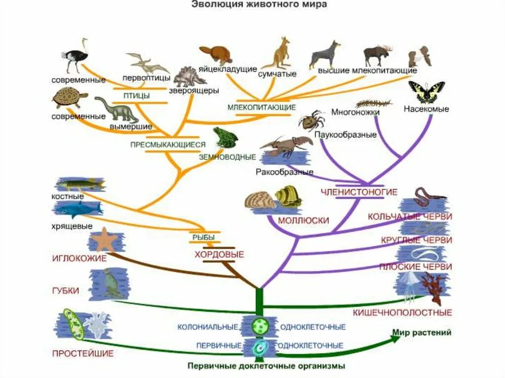 Как располагаются группы животных на родословном древе. Царство животных классификация схема. Систематика царство животные схема. Царство животных классификация таблица.