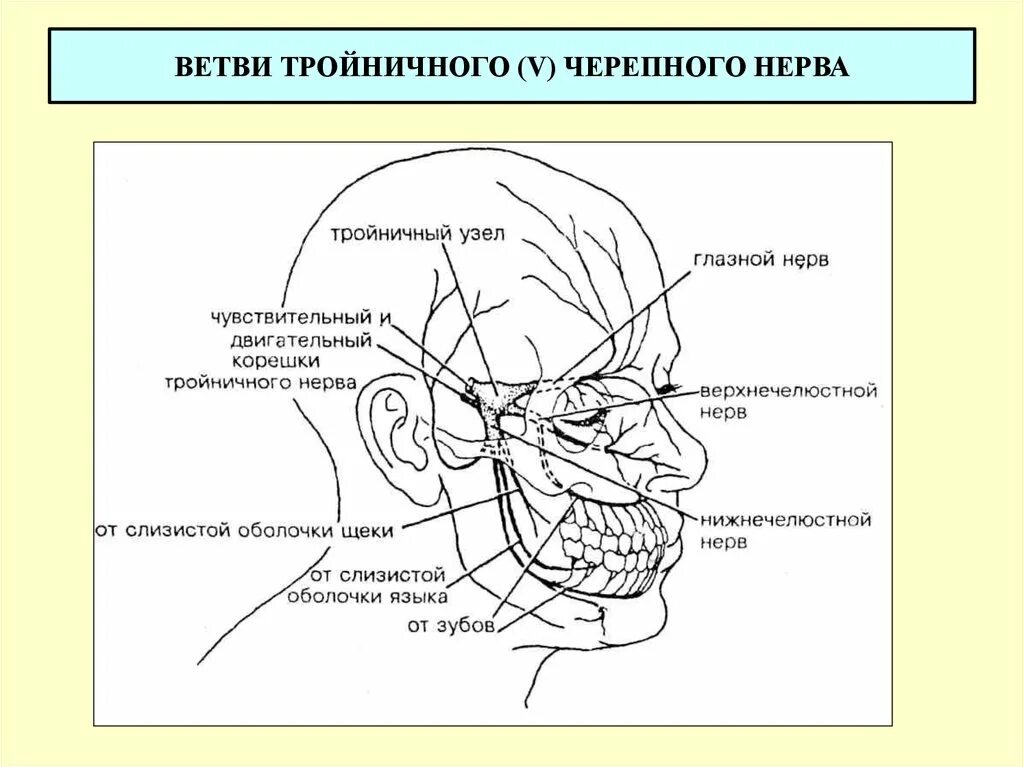 Черепные нервные узлы. Ветви тройничного нерва схема. Схема ветвей тройничного нерва с обозначениями. Перечислить основные ветви тройничного нерва. Менингеальные ветви тройничного.