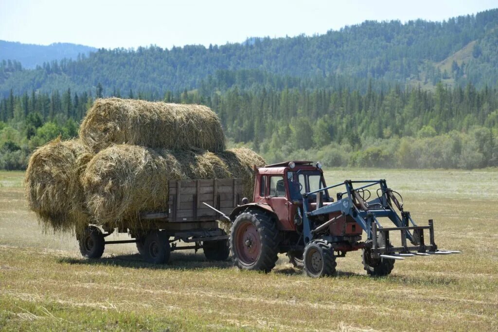 Республика алтай производство. Сельское хозяйство горного Алтая. Республика Алтай хозяйство. Трактор кормозаготовка. Сельское хозяйство Республики Тыва.