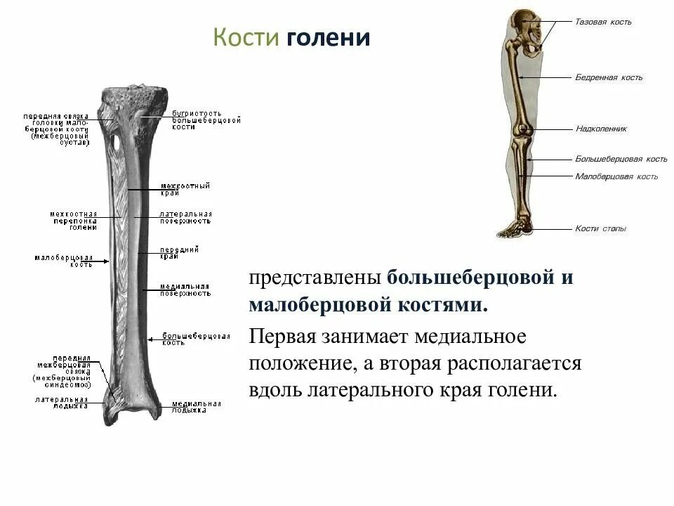 Находится берцовая кость. Большая берцовая кость анатомия человека строение. Кости голени малоберцовая кость анатомия человека. Большая берцовая кость анатомия строение. Кости голени анатомия строение.