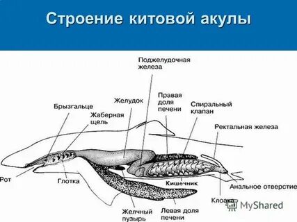 Строение акулы
