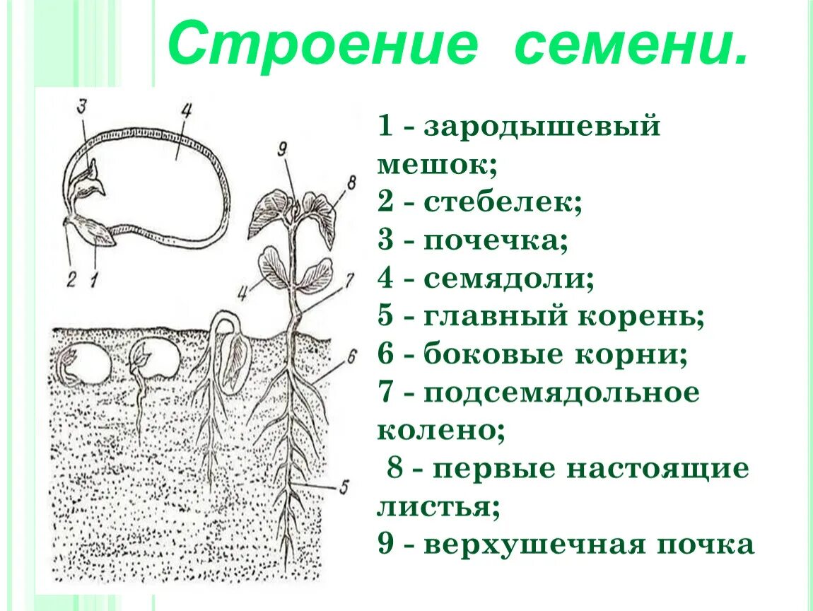 Строение зародышевой почечки. Семя корень семядоли почка. Строение семени. Строение семени корешок. Главный корень зародыша развивается