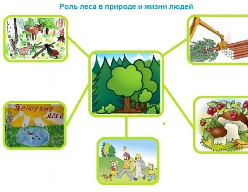 Роль леса в природе и жизни людей. Роль леса в жизни человека. Ролт Леа в жизи челоека. Поль леса в жизни человека.
