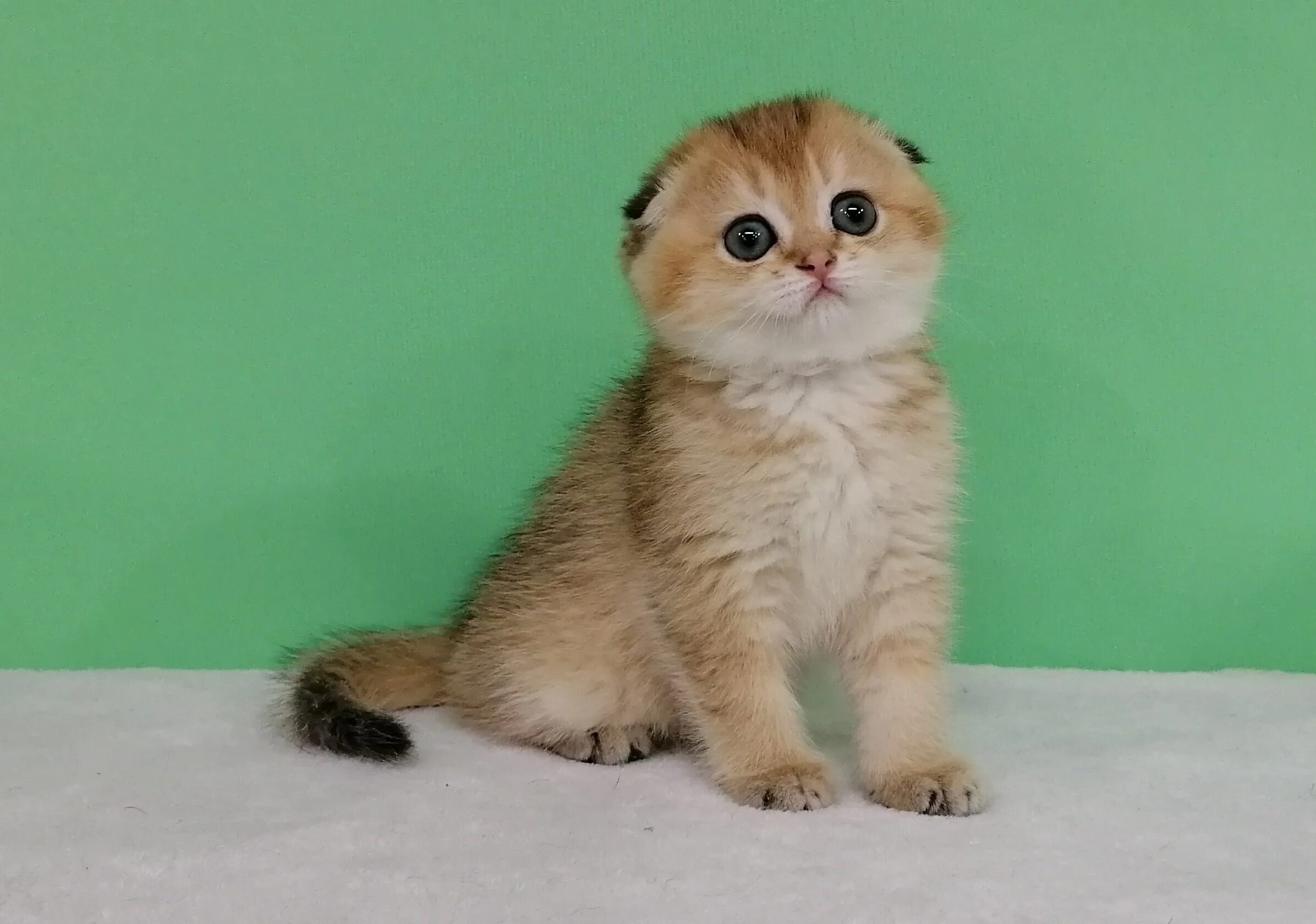 Золотая шиншилла кошка вислоухая 60 фото - ZooClever.ru