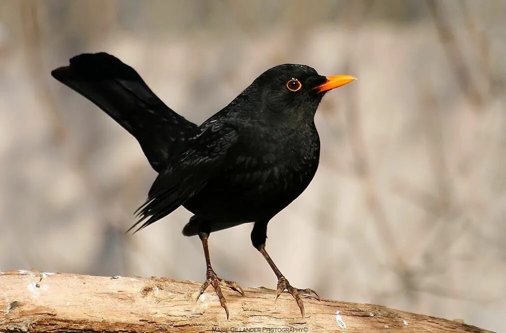 Blackbird bird