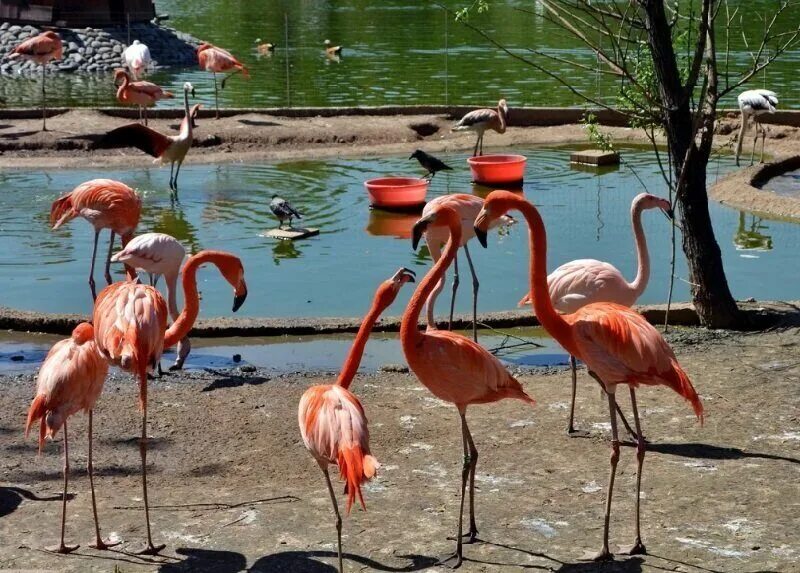 Фламинго в новосибирском зоопарке. Розовый фламинго в алматинском зоопарке. Московский зоопарк фламинго. Фламинго в зоопарке. Новосибирский зоопарк фламинго.