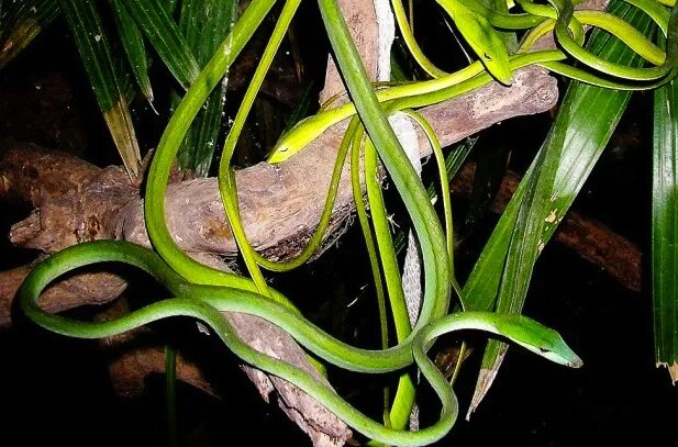 Змеи на бали фото ядовитая от не Weird Case of Look-Alike Snakes Surprises Researchers Live Science