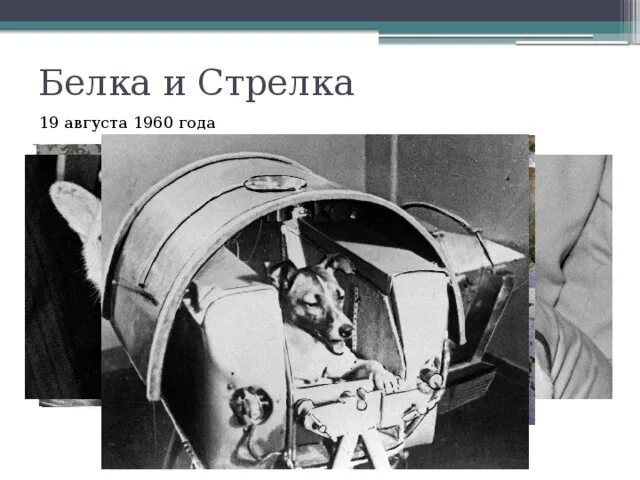 19 августа 1960. Белка и стрелка август 1960. 19 Августа 1960 года. Белка и стрелка космос 19 августа 1960 года. 19 Августа 1960 что произошло.