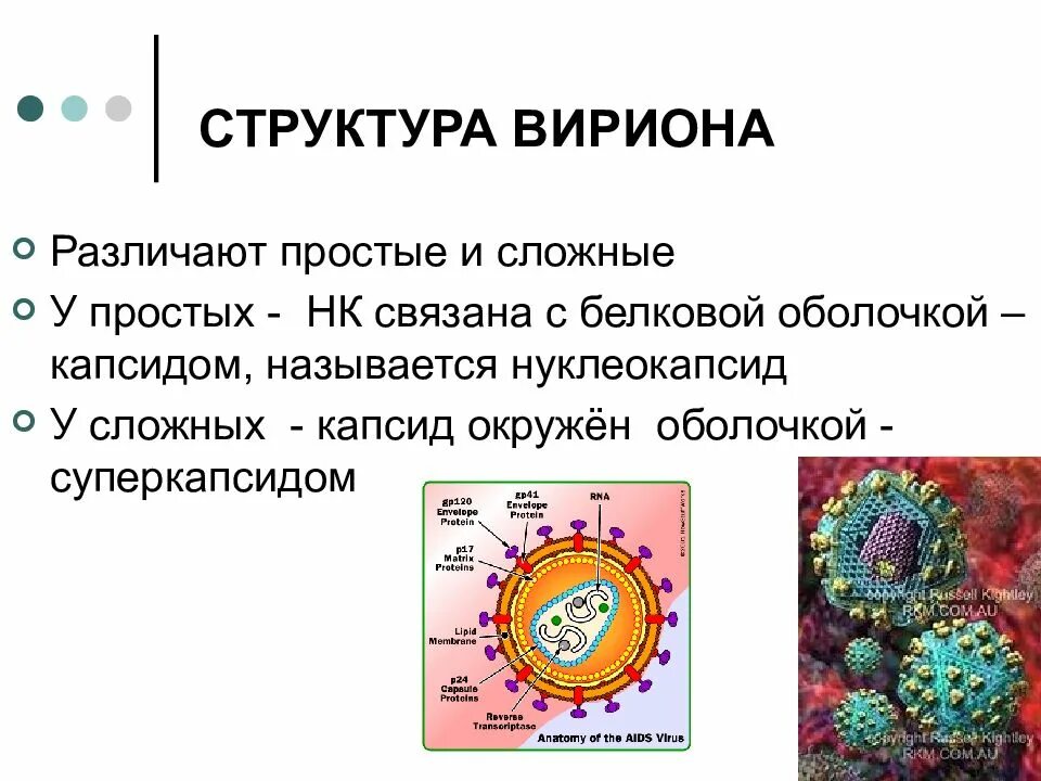 Сценарные вирусы определение и примеры Строение вируса таблица