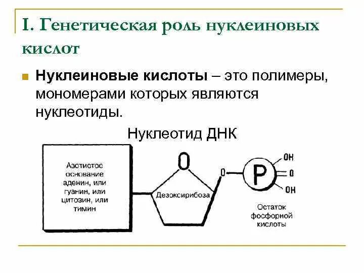 Мономером нуклеиновых кислот является нуклеотид. Генетическая роль нуклеиновых кислот. Строение и генетическая роль нуклеиновых кислот кратко. Мономеры нуклеиновых кислот структура нуклеотида. Полимер мономер нуклеотид.