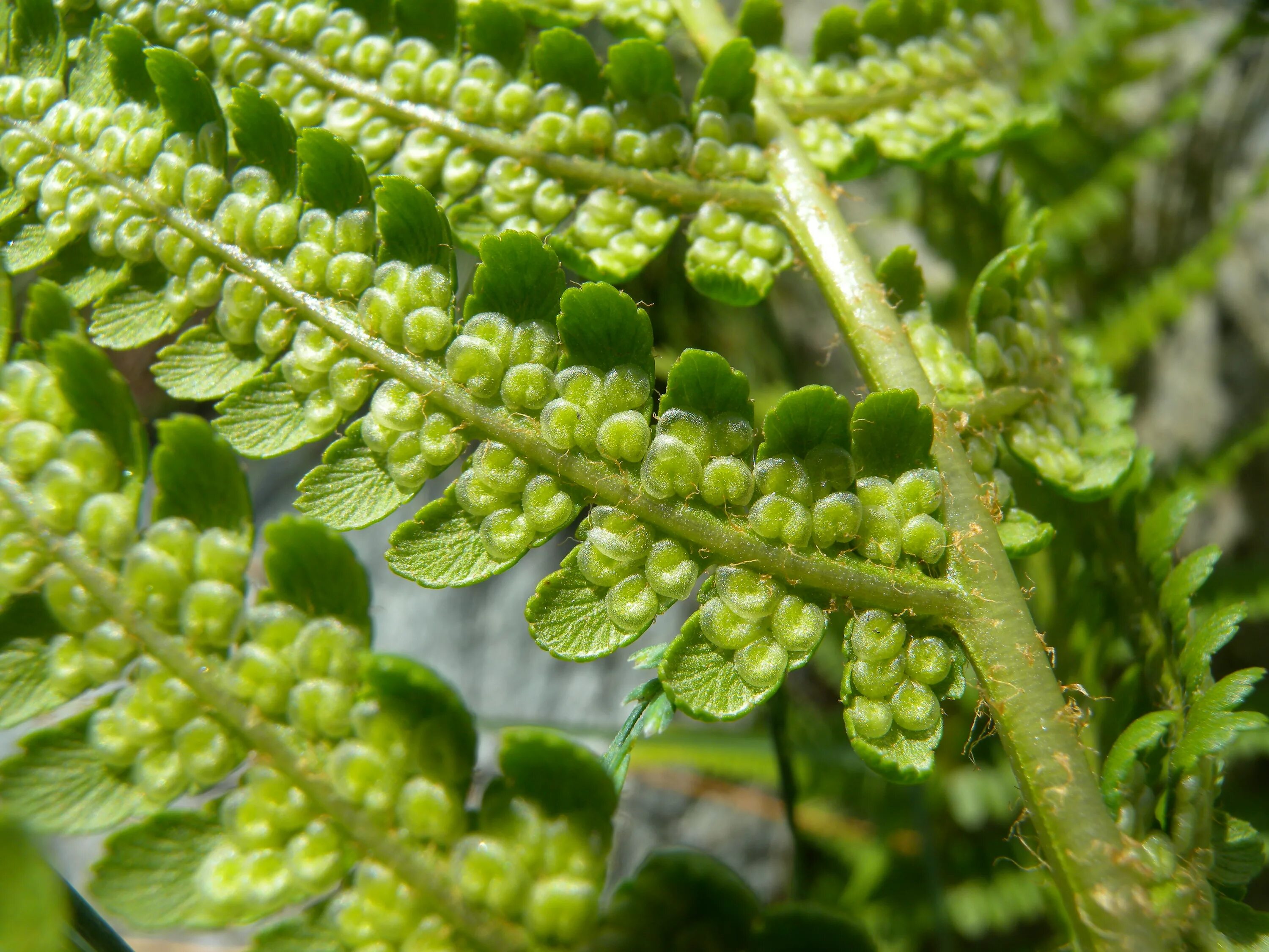 Щитовник мужской. Dryopteris filix-mas. Щитовник мужской dryopteris filix-mas. Сорусы Щитовник Шартрский. Dryopteris Щитовник dryopteris spinulicsa.