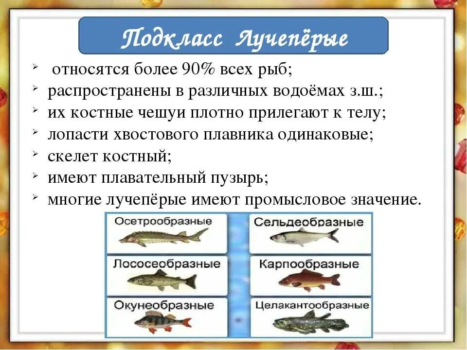 Особенности строения костных рыб таблица. Характеристика классов рыб. Класс рыбы общая характеристика. Класс костные рыбы. 3 примера костных рыб