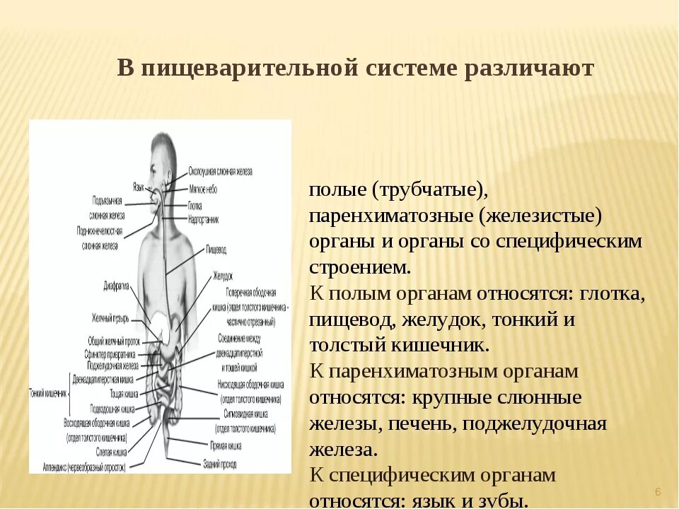 Полые органы пищеварительной системы. Строение полого органа пищеварительной системы. Полые органы пищеварительной системы таблица. Трубчатые и паренхиматозные органы пищеварительной системы.