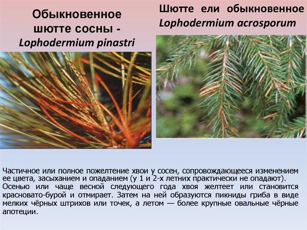 Хвойное заболевание. Снежное Шютте сосны обыкновенной. Снежное Шютте хвои сосны. Шютте сосны веймутовой сосны. Шютте хвои пихты.